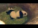 Names chosen for Vienna zoo's panda cubs