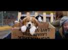 A DOG'S PURPOSE - OFFICIAL UK TRAILER [HD]