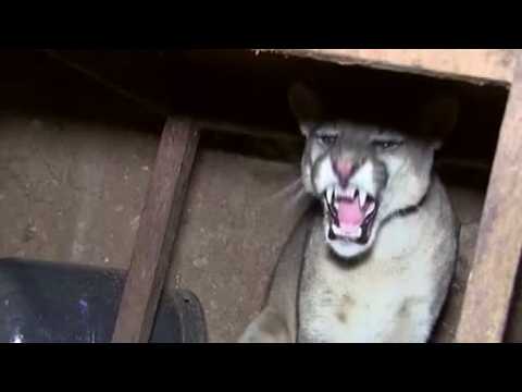 Puma surprises family, shows up in kitchen