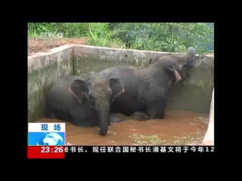 Elephants rescued from reservoir in China