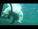 Polar bear cub Nora swims in new home at Oregon Zoo