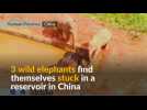 Elephants rescued from reservoir in China