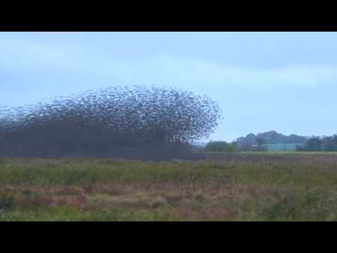 Starlings cut amazing patterns in the sky