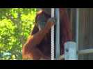 Perth Zoo's Puan the orangutan becomes oldest in world