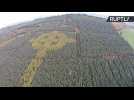 Brilliant Forester Plants Giant Celtic Cross in Irish Forest