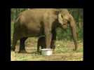 Ailing 45-year-old elephant gives birth to healthy male calf