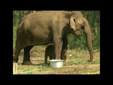 Ailing 45-year-old elephant gives birth to healthy male calf