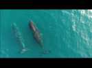 Drone captures rare images of whales