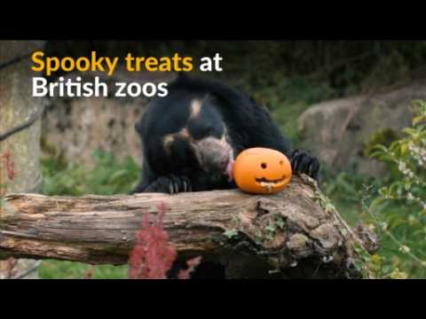 Halloween treats delight Britain's zoo animals