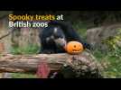 Halloween treats delight Britain's zoo animals
