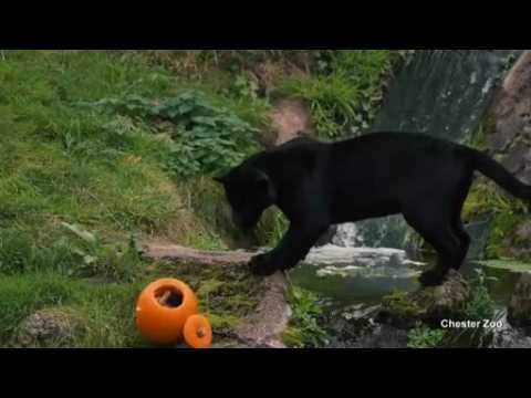 Jaguar goes pumpkin bobbing at UK zoo