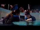L'Incroyable histoire de Winter le dauphin 2 Bande-annonce