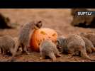 Animals Get Halloween Treats at Chester Zoo