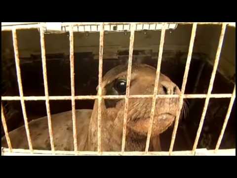 Peru releases orphaned sea lions back into the wild