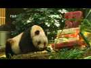 World's oldest panda dies in Hong Kong
