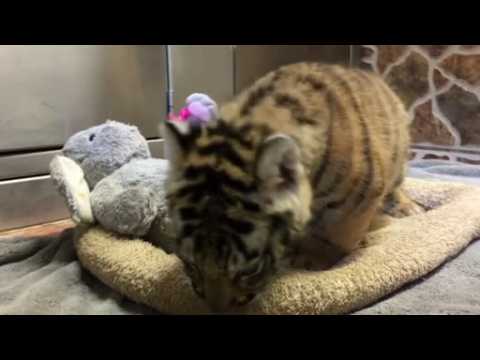 Meet Harvey and Hailey, two little tigers at Miami Wildlife Foundation