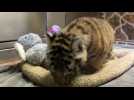 Meet Harvey and Hailey, two little tigers at Miami Wildlife Foundation