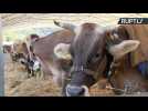 Udderly Amazing! Hundreds Watch World Hand Milking Championships