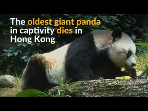 Oldest panda in captivity dies