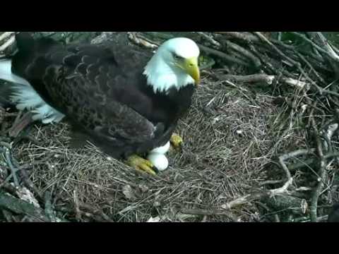 Bald eagle coddles unhatched eggs