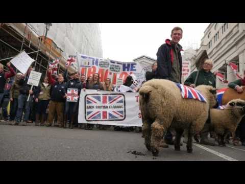 Farmers march with sheep, cows in London against cheap milk