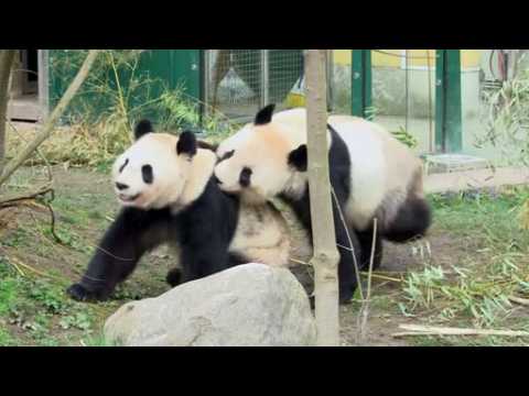 Rare footage of pandas mating filmed at Vienna zoo