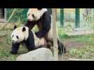 Caught in the act: Rare footage of pandas mating filmed at Vienna zoo