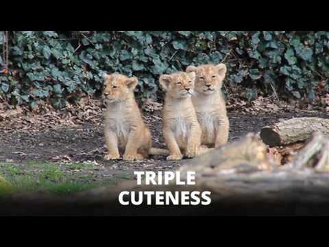 Triple cuteness: These lion cubs will make your day