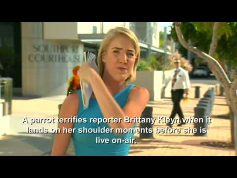 Parrot freaks out reporter