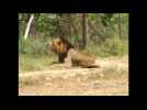 Stray lion shot dead after it attacks man in Kenya