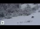 A cat chasing a dog plays out in the wild