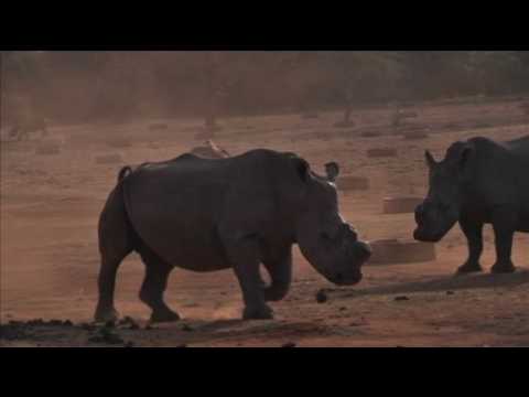 South Africa mulls $2bln rhino horn trade