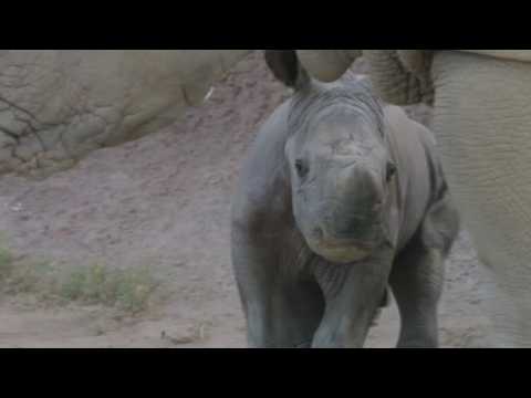 Adorable southern white rhino hino calf explores habitat under Mom's watchful eye