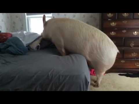 An extra large pig called Esther becomes social media sensation