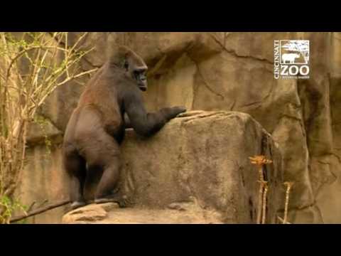 Gorillas celebrate Easter with egg hunt at Cincinnati Zoo