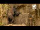 Cincinnati Zoo gorillas celebrate Easter with egg hunt