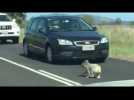 Police escort koala from Australian highway