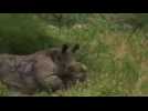 Rare black rhino, Ntombi, euthanized after poacher attack