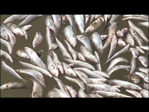 Dead sardines swamp Chile river