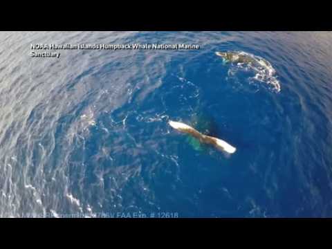 Drone video captures video of rare whale behaviour