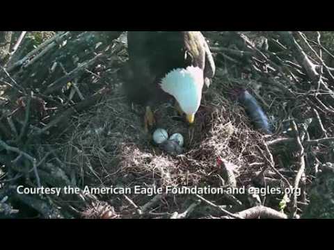Bald eagle egg hatching caught on camera