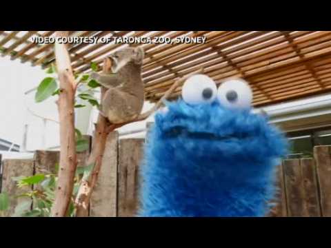 The cookie monster of Sesame Street wishes Taronga Zoo a Happy 100th birthday