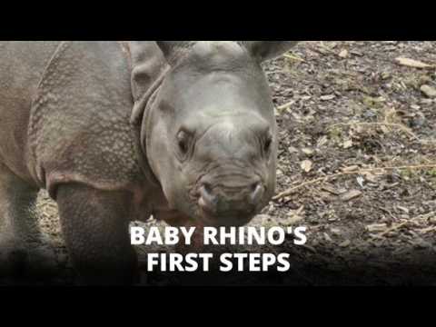 Hello cutie: Baby rhino takes baby steps