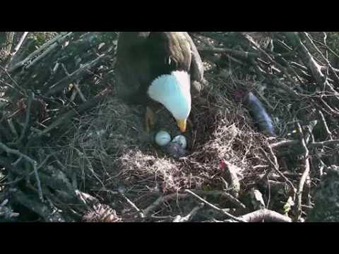 Camera captures bald eagle egg hatching