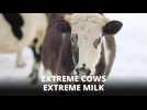 Sibera's cool cows: Milk as thick as sour cream