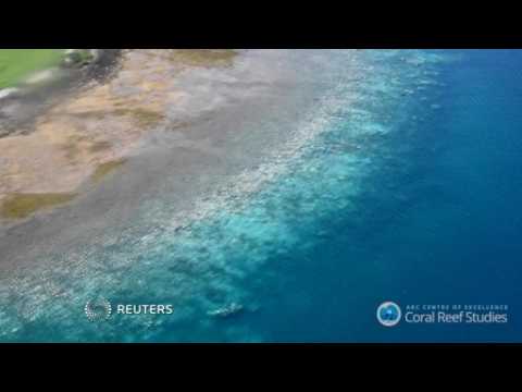 Australia's Great Barrier Reef hit by severe bleaching