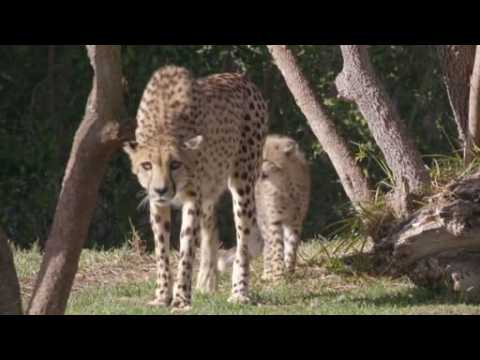 Cheetah cubs exploring new habitat delight zoo visitors