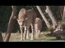 Cheetah cubs exploring new habitat delight zoo visitors