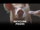 Piggies keeping Cairo's 'Garbage City' clean