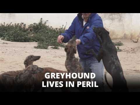 Spain's greyhound controversy: Hunters in the spotlight